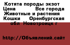 Котята породы экзот › Цена ­ 7 000 - Все города Животные и растения » Кошки   . Оренбургская обл.,Новотроицк г.